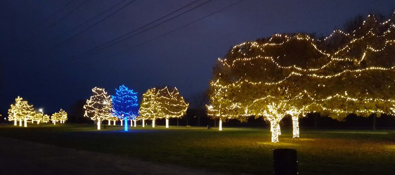 Some of the decorated trees along the Missouri riverfront.